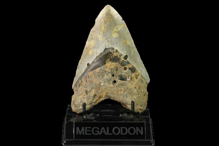 Fossil Megalodon Tooth - North Carolina #147541